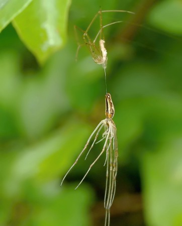 Tetragnatha sp.